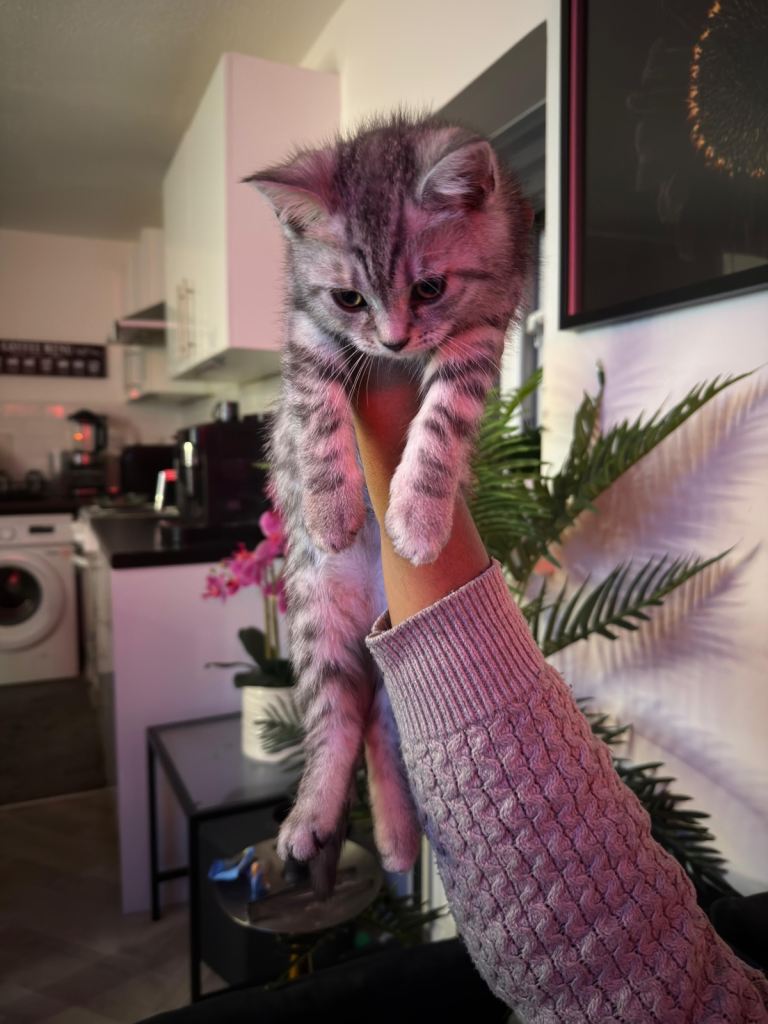 British shorthair x Bengal kitten