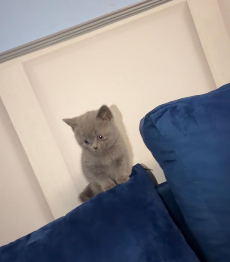 British short hair kittens 