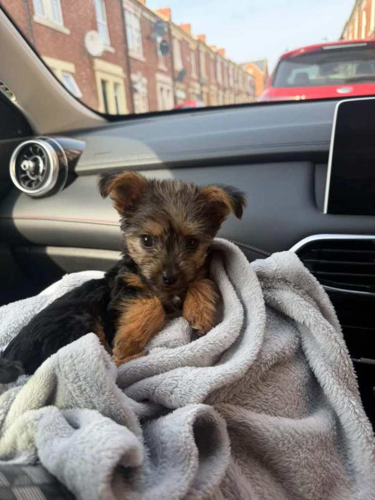 Beautiful Yorkshire Terrier Puppy 