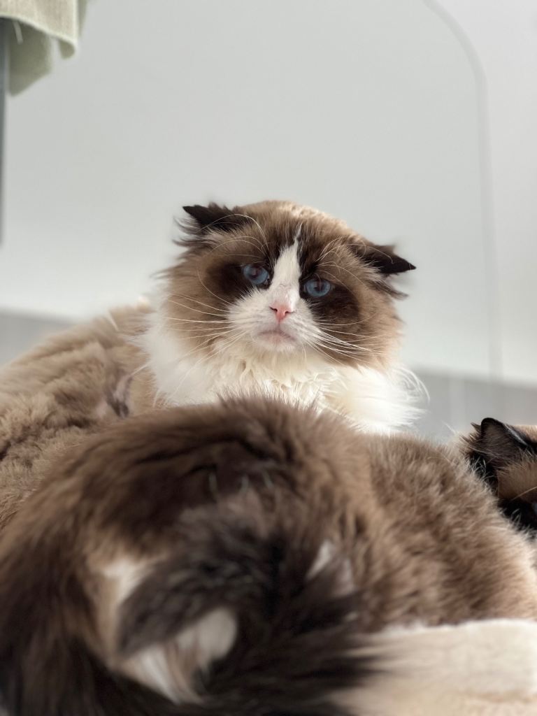 Lovely ragdoll boy