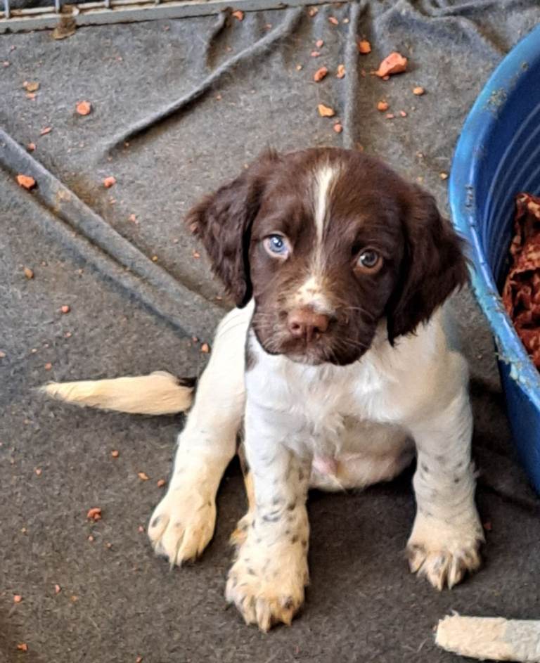 English springer spaniel puppy 