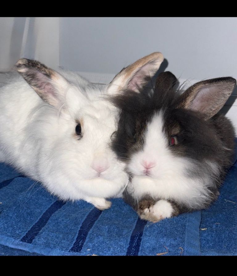 Handsome Male Lionhead × Dwarf Rabbit – Looking for a Loving Home