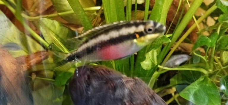 First Generation (F1) 11 week old Kribensis fish. Strong and Healthy from rescued parents. 