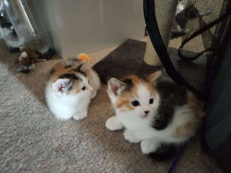 Kitten