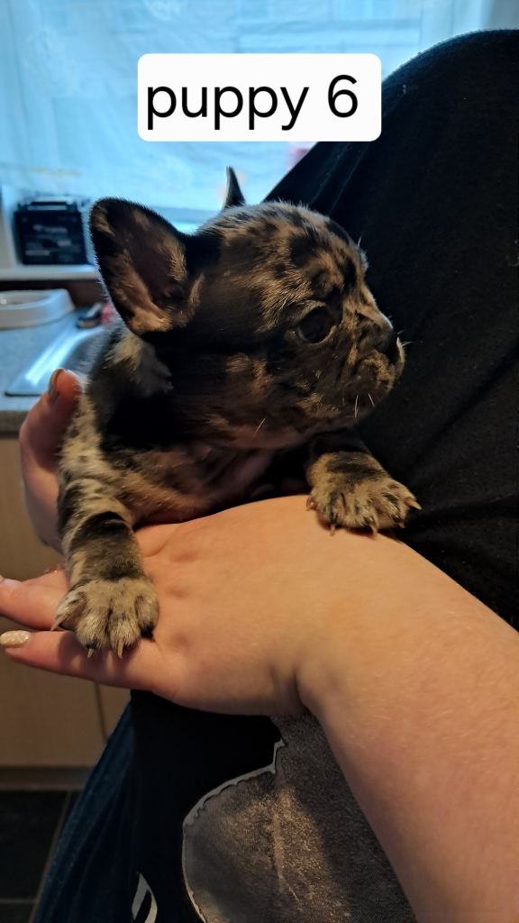 French bulldogs puppies 