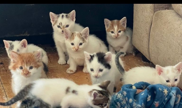 Kittens for sale 
