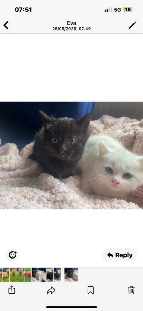 Kittens for sale 