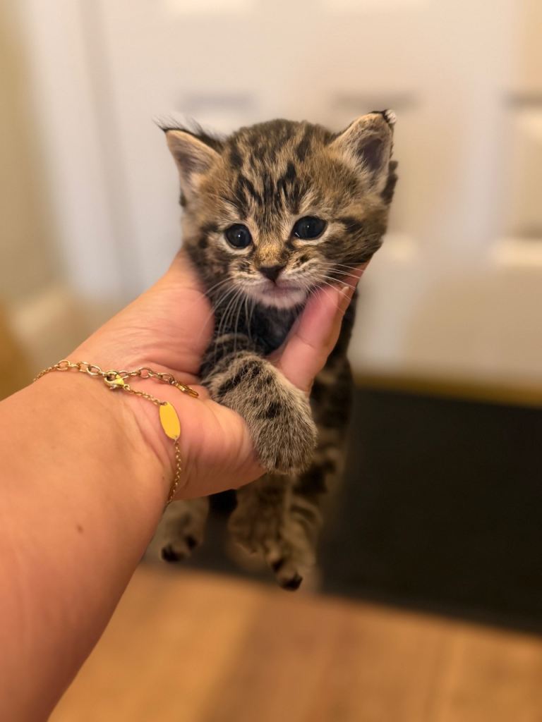 Little kittens for sale