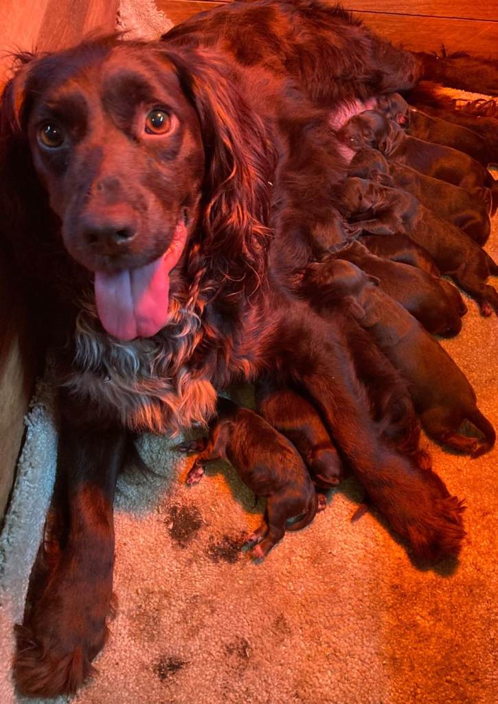Cocker spaniel puppies