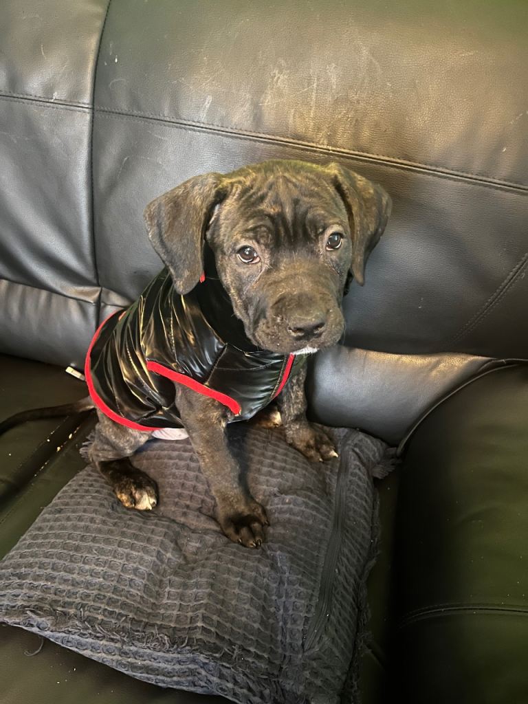 12 Week Brindle Cane Corso Female pup