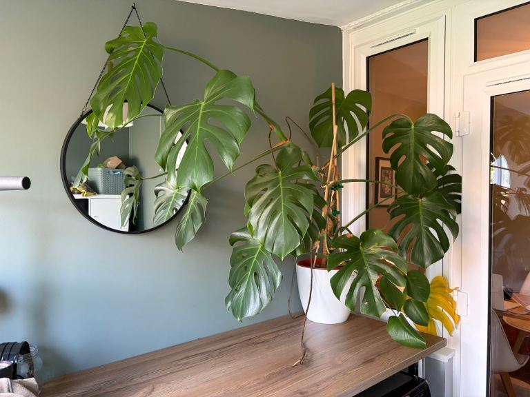 Large Monstera Plant 