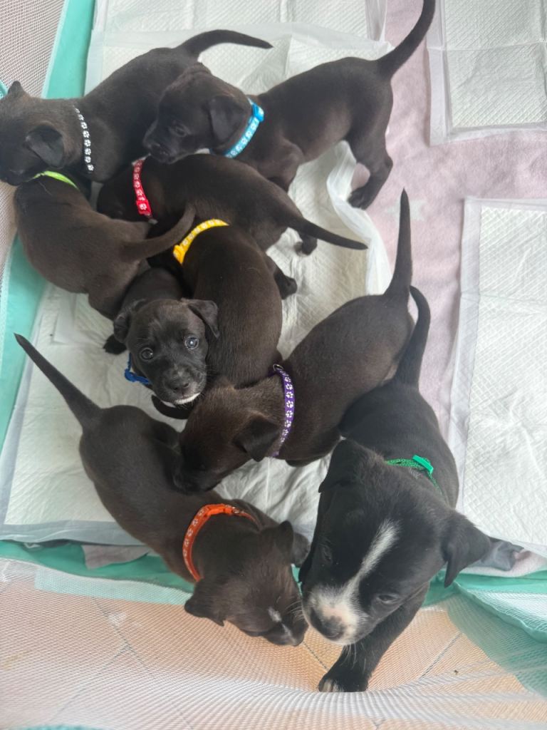 Labrador x puppies 