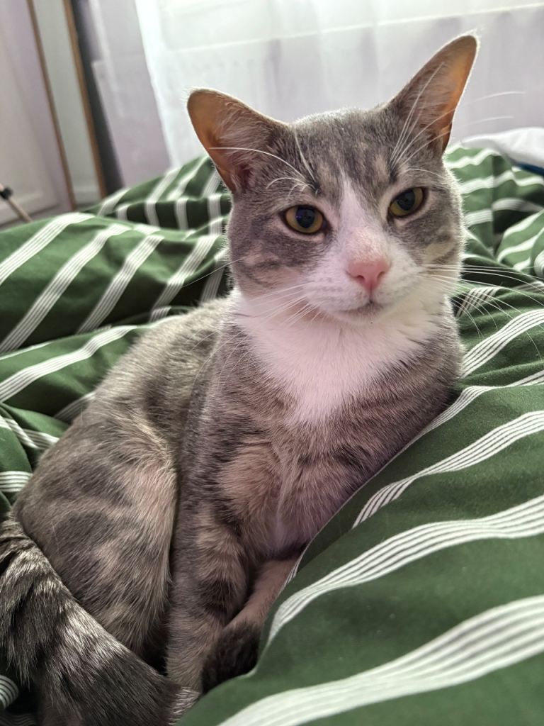 kitten needs a rehome asap