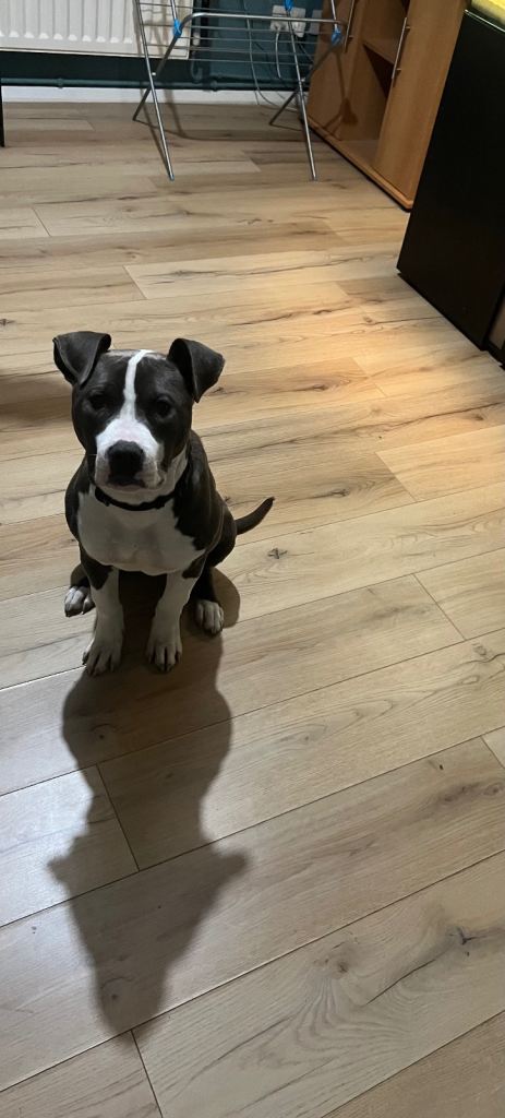 Blue Staffy female