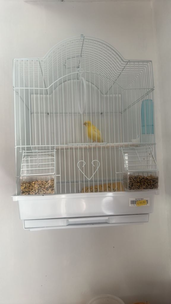 Bird cage 