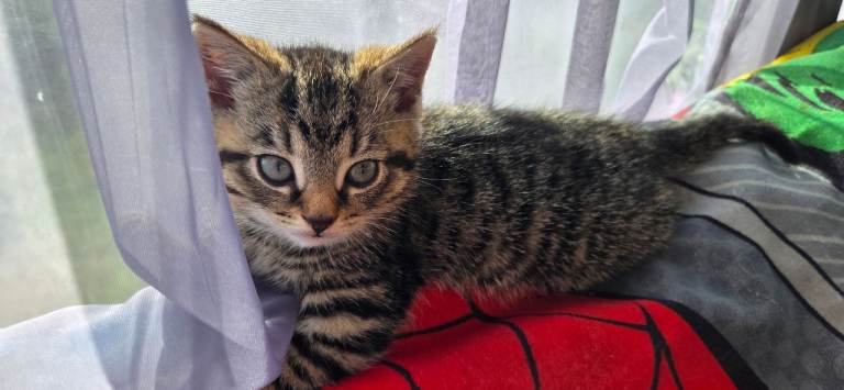 Male Kitten