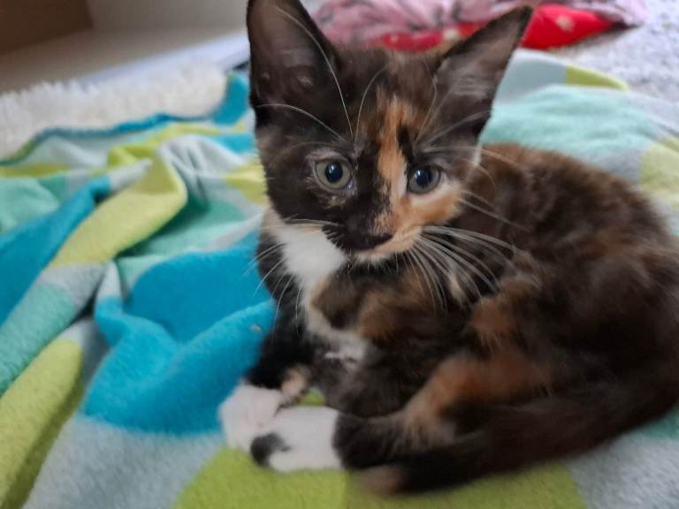 Kittens for sale 