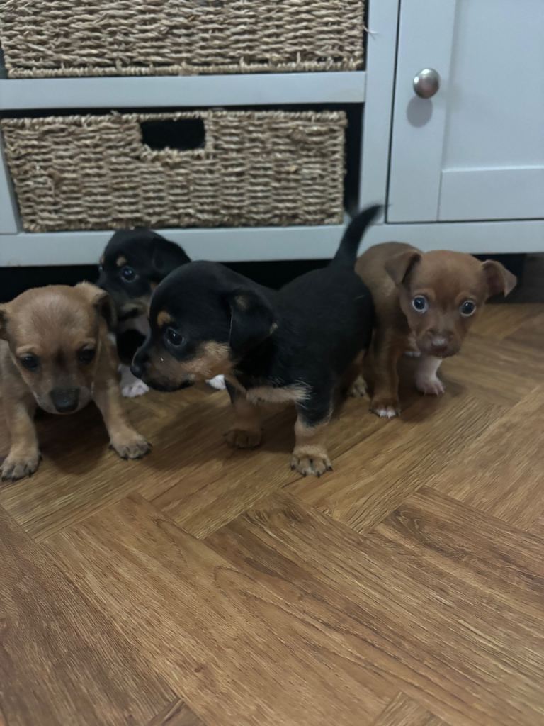 Patterdale x Jack Russell Puppies