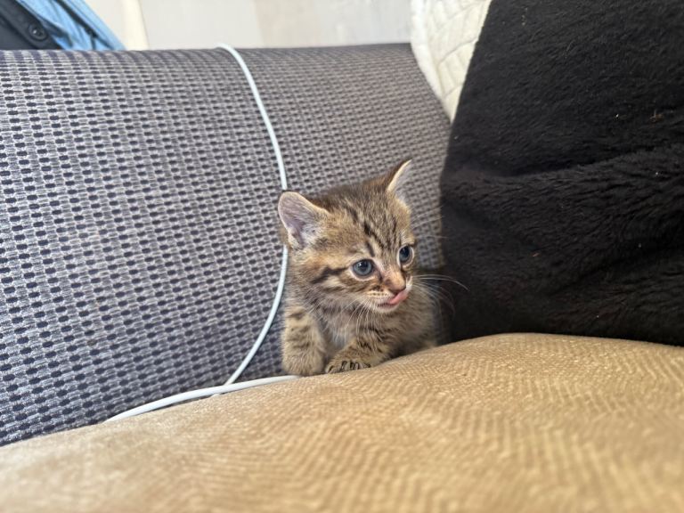 TABBY GIRL