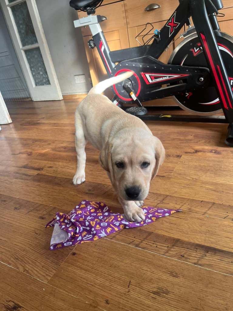 Puppy male ready for his new home