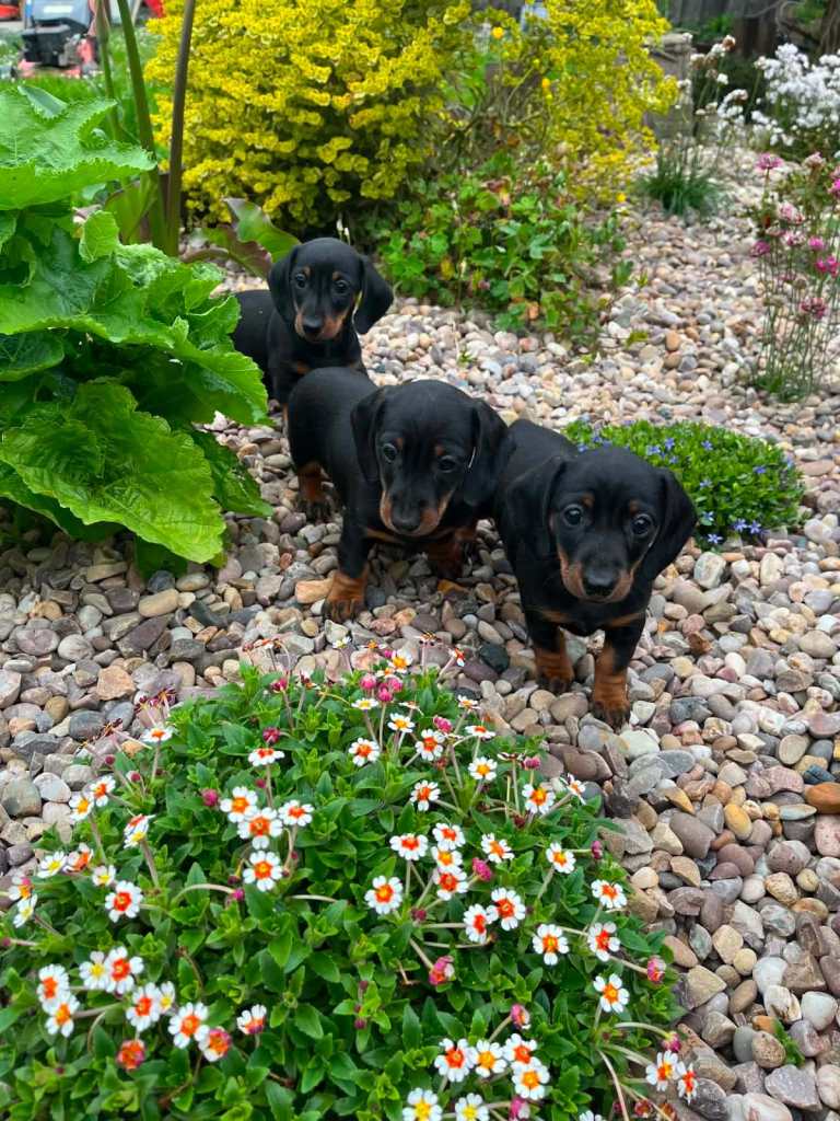 Miniature Dachshund Pups