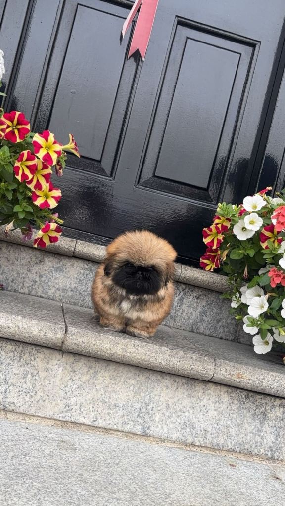 Stunning Pekingese puppies 
