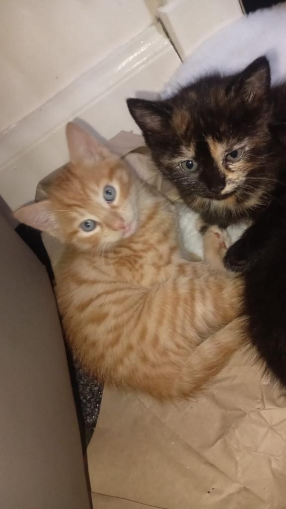 3 gorgeous kittens for sale