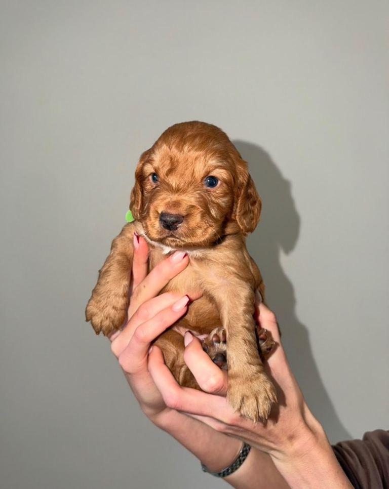 Beautiful Red cocker spaniel puppies