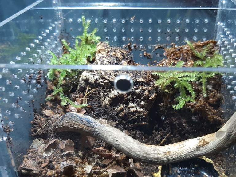 Natural Spiderling Enclosure 10×10×10cm Acrylic Cube