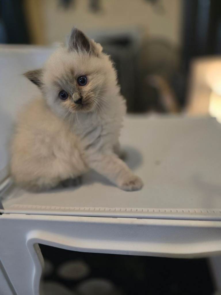 One stunning blue lxyn ragdolls kitten
