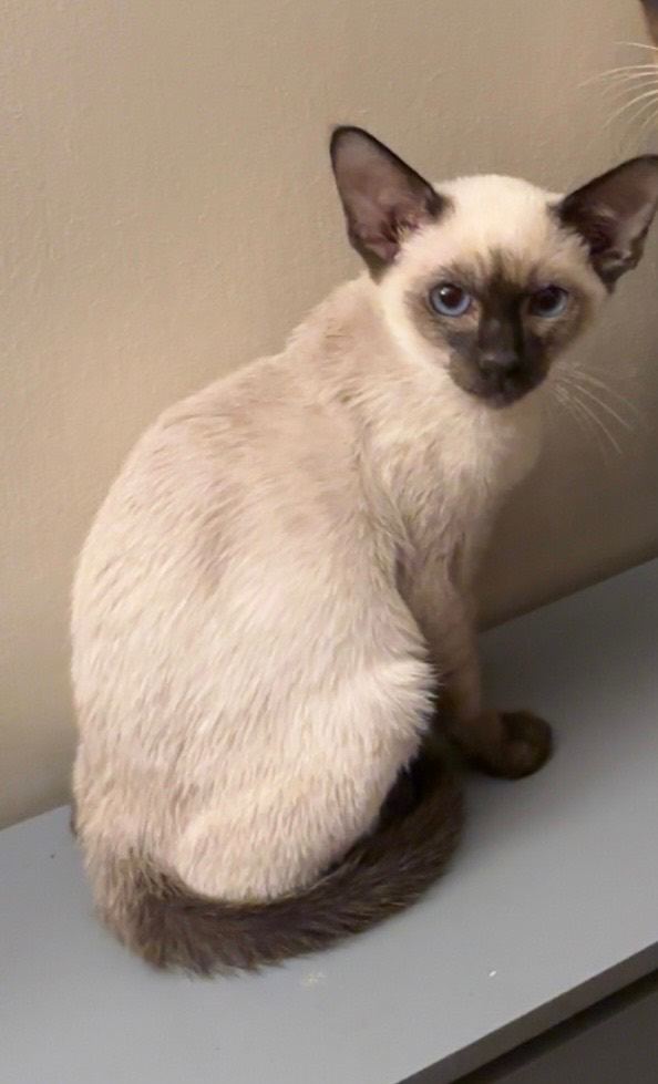 1year old female siamese  