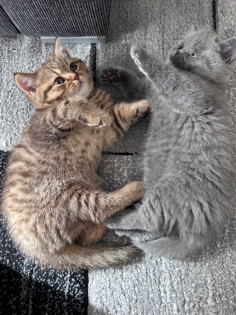 British shorthair kittens 