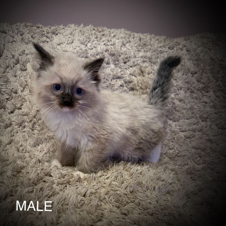Pure Ragdoll kittens for sale.