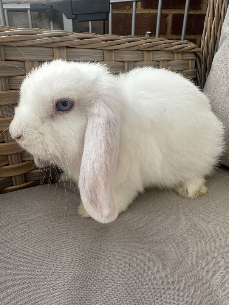 Mini lop buck and baby guinea pig looking for new homes . 