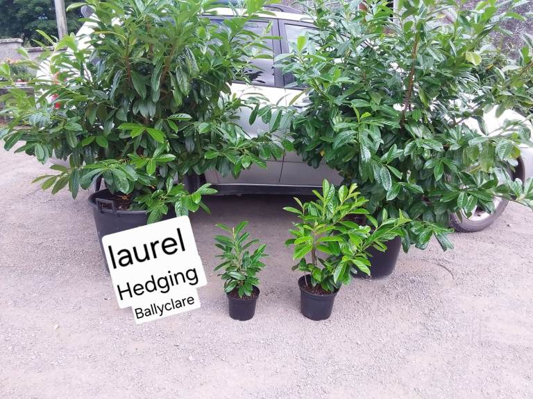 Laurel Hedging Plants Newtownabbey 