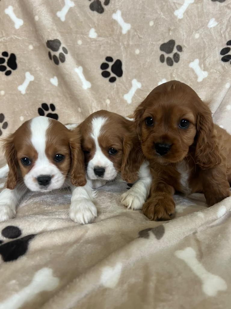 King Charles puppies for sale 