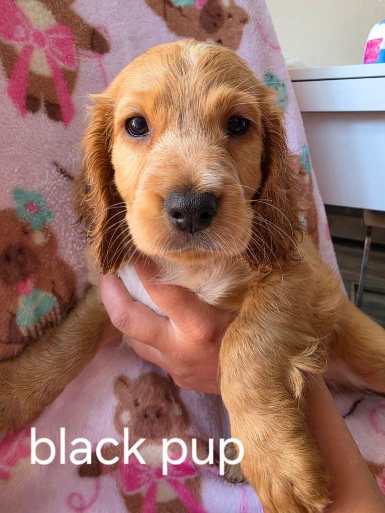 Show cocker spaniel 