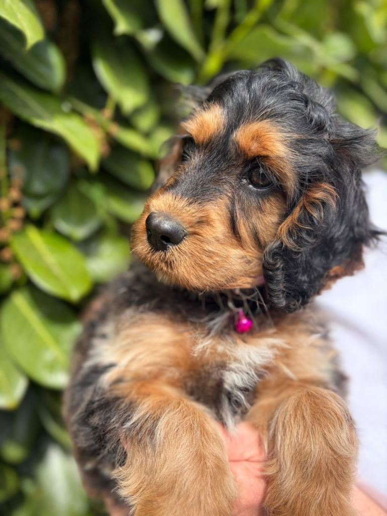 Beautiful Girl Cockapoo Puppy