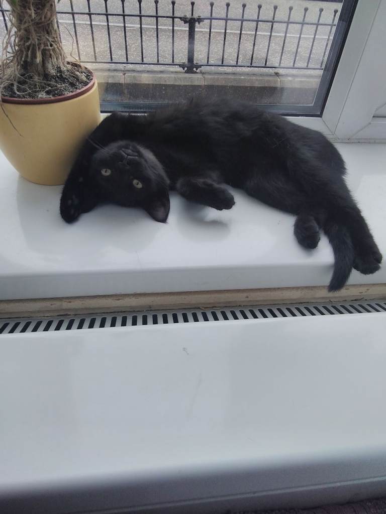 Kittens for sale. Only to good homes.