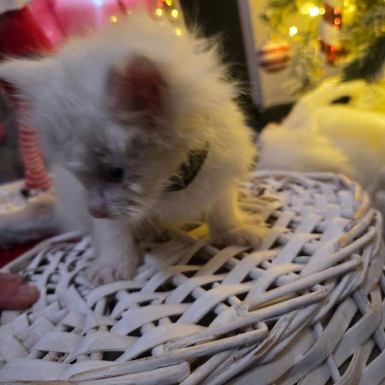 Champion russian Maine coon kittens