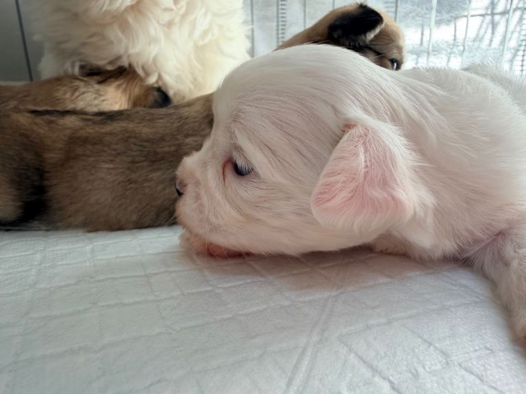 Tiny malchi puppies 