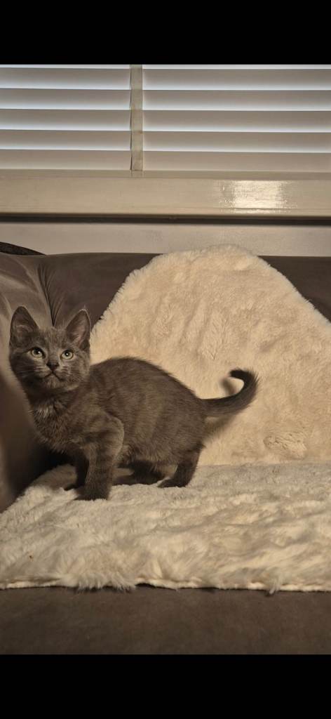 Ragdoll x Tuxedo - playful lap cats - Only one left