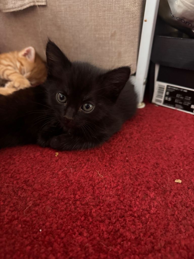 Kittens Ready for a New Home