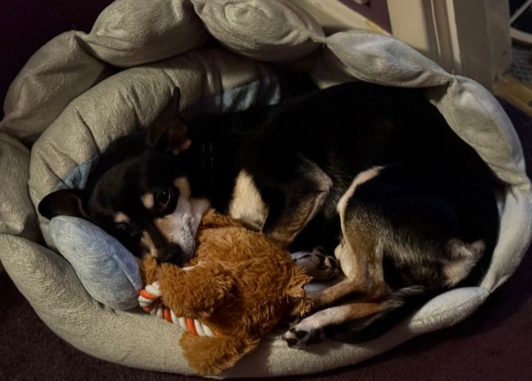 Miniature Pinscher 
