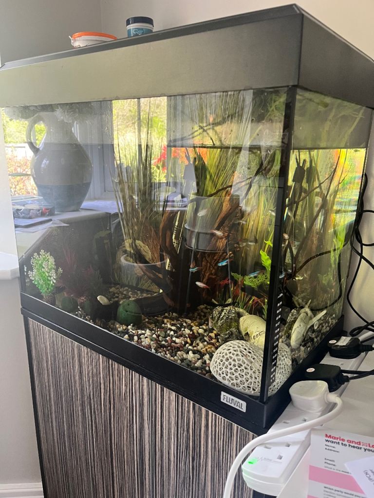 Fluval Roma tank stand and fish 