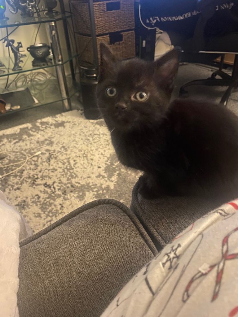 Female kittens for sale 