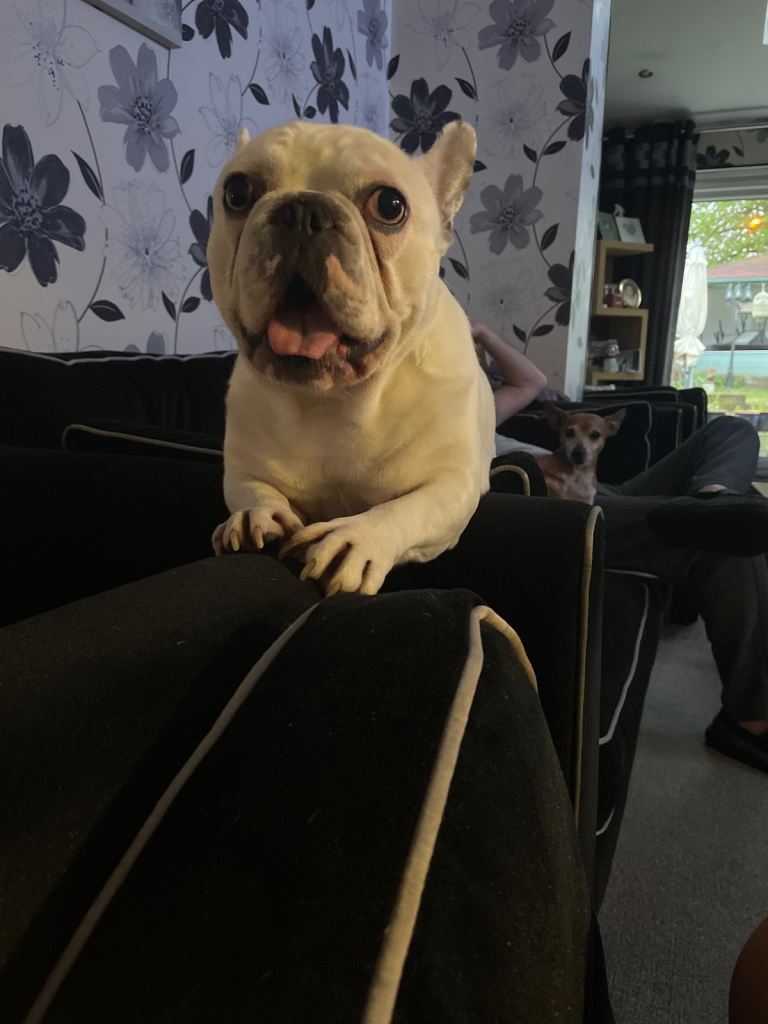 White full breed French bulldog