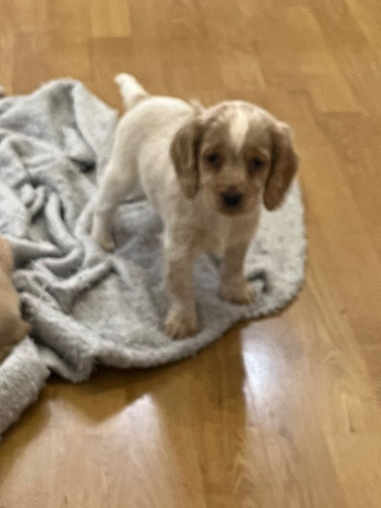 Cocker spaniel bitch 