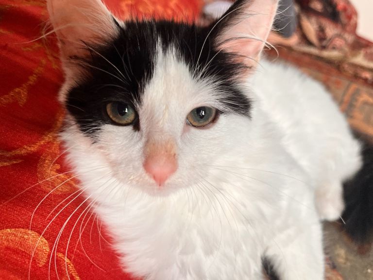 Cute cat 