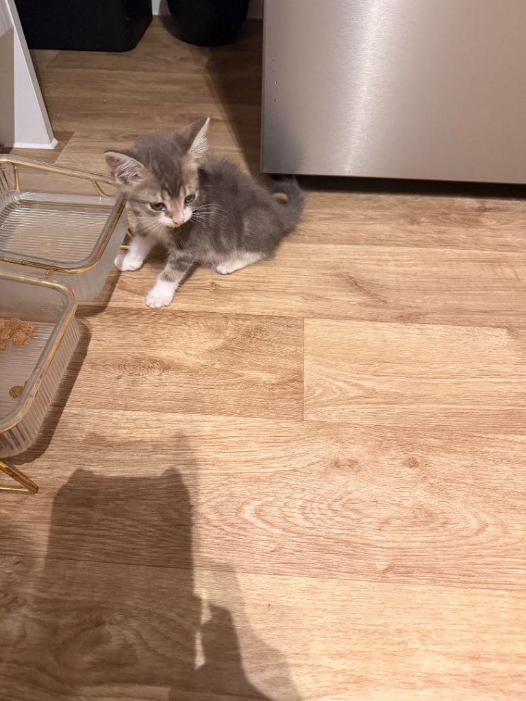 Kitten